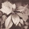 Thumbnail Image: Other - azela.jpg